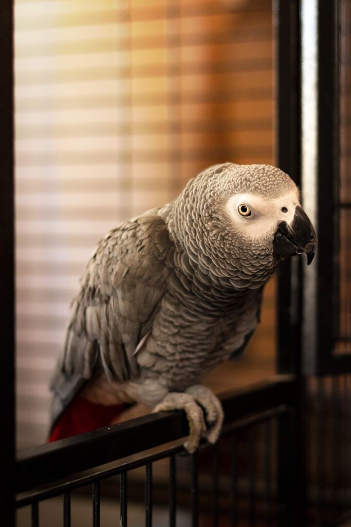 photographie animalière -animaux-compagnie-perroquet-gris-gabon-sud-france