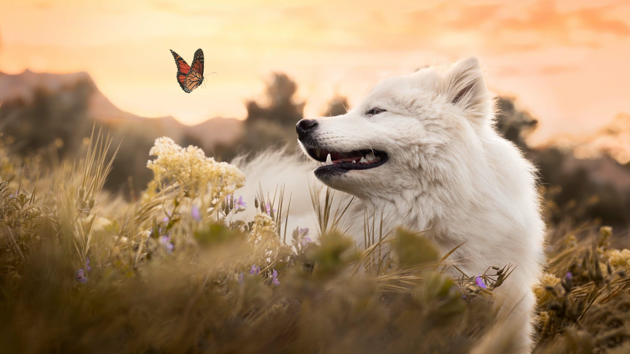 Photographie animalière, immortalisez vos souvenirs.